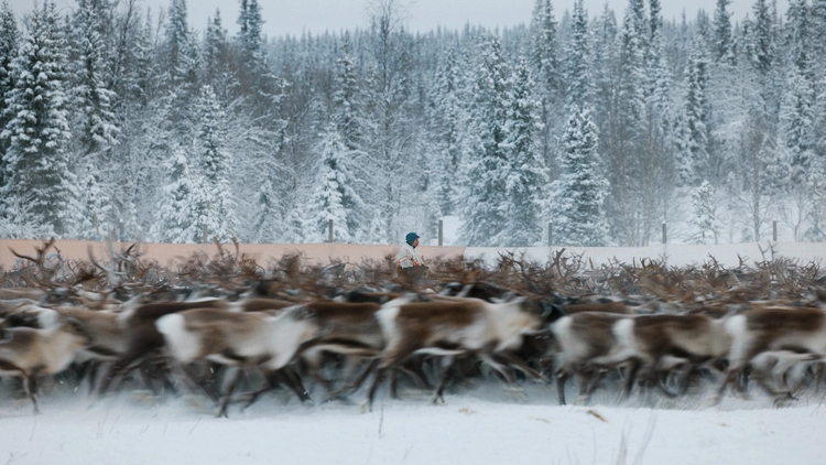 Marken minns – liv, kamp och rättigheter i Sápmi